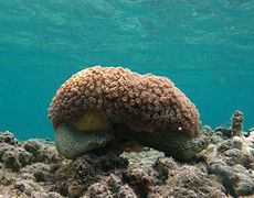 Goniopora sp., un corail aux longs polypes charnus.