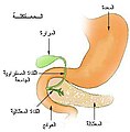 مناطق البنكرياس