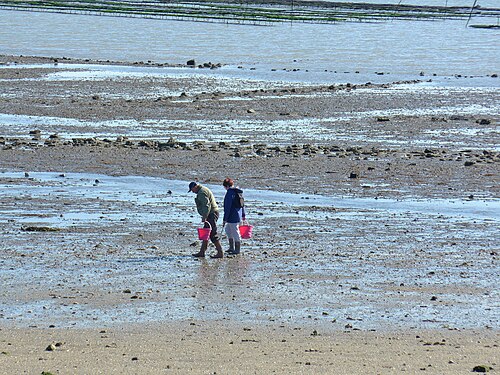 Foot fishermen in France