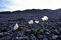 A papoila de Svalbard.