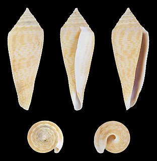 Conasprella viminea (Reeve, 1849); length 3.7 cm; Originating from the Davao Region, Philippines