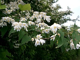 Deutzia crenata