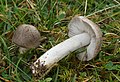 Tricholoma terreum