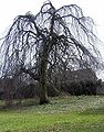 Kültivar Fagus sylvatica Pendula kışın yapraksız halde