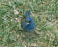 Indigo Bunting