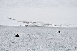 Bahía Krenkel, costa oriental de la isla Komsomolets (80°40’N, 97°30‘O)