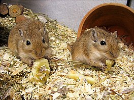 In pear Mongoalske gerbils.