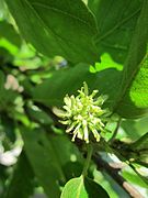 Detalle da flor