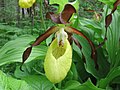 * Nomination Lady's-slipper orchid. --Manuguf 16:57, 7 August 2010 (UTC) * Decline Looks blurry at full resolution, also the protruding top petal is distracting. --Quartl 07:06, 9 August 2010 (UTC)