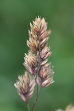 Thumbnail for File:Dactylis glomerata 139015011.jpg