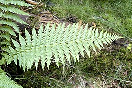 La Fougère mâle se développe dans les bois et ravins humides.