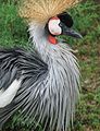 East African Crowned Crane