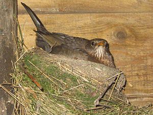 Merelvrouwtje op nest