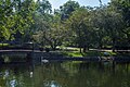 Swans at the Millersville University pond