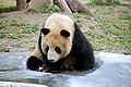 Een panda in Shanghai Zoo