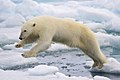 56 Polar Bear AdF.jpg/2 uploaded by Arturo de Frias Marques, nominated by Arturo de Frias Marques