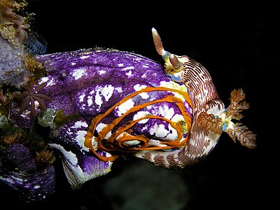 Nembrotha lineolata, by Nick Hobgood (edited by Hans Hillewaert)