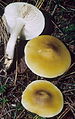 Tricholoma fumosoluteum