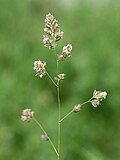 Thumbnail for File:Dactylis glomerata kz07.jpg