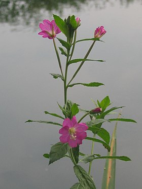 Lodden dueurt (Epilobium hirsutum).