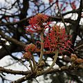 Erythrina abyssinica