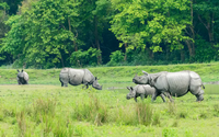 Nosorogi se pasejo na travnikih Kaziranga