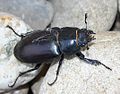 歐洲深山鍬形蟲♀ Lucanus cervus