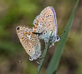 * Nomination Common Blues mating (replacement for the one below). --Quartl 18:36, 9 August 2010 (UTC) * Promotion --ComputerHotline 07:48, 10 August 2010 (UTC)