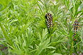 Eirugas do Papilio machaon en Bélxica.