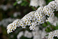 Spiraea × arguta (S. × multiflora × S. thunbergii)