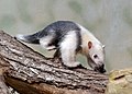 * Nomination Southern Tamandua. --Quartl 09:17, 4 August 2010 (UTC) * Promotion cute --Mbdortmund 01:40, 5 August 2010 (UTC)