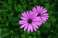 Osteospermum barberiae