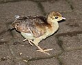 Baby Peacock