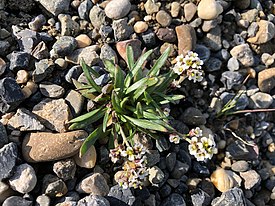 Брайя багрянистая (Braya purpurascens)