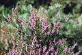 Õitsev kanarbik (Calluna vulgaris)