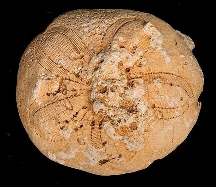 Echinoid (sea urchin) fossil from Jamaica displaying rotational (radial) symmetry.