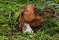 Gyromitra infula