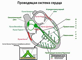 Элементы проводящей системы сердца