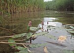 Thumbnail for File:Persicaria amphibia kz05.jpg