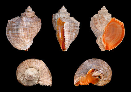 Veined rapa whelk, by H. Zell