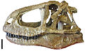 Abelisaurus comahuensis, lubanja