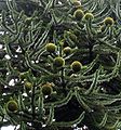 Araucaria araucana amb pinyes