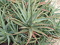 Αλόη η δενδροειδής Aloe arborescens.