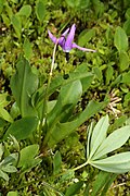 Primula jeffreyi (Syn. Dodecatheon jeffreyi)