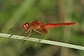 Crocothemis erythraea