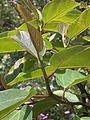 Ficus mauritiana