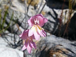 <center>Gladiolus brevifolius</center>