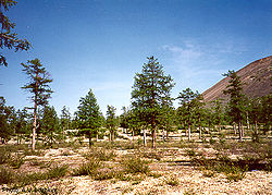 Image illustrative de l’article Forêt de Loukounski