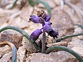 Muscari inconstrictum