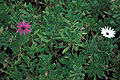 Osteospermum fruticosum